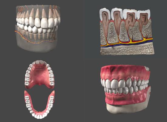 Human Teeth Anatomy...